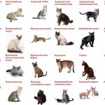 100% методика как узнать породу любой кошки