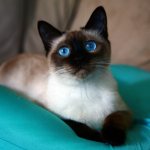 18 пород кошек с небесно голубыми глазами