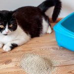 7 причин почему кошка писает кровью - симптомы и лечение