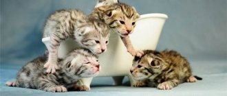 Ашера-кошка-Описание-особенности-уход-и-цена-кошки-ашера-7