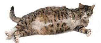 беременная кошка