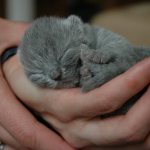 Британцы довольно своенравные и спокойные кошки