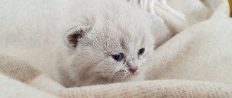 Британский котенок