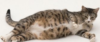 Чем кормить беременную кошку