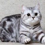 Чем кормить шотландскую кошку читайте статью