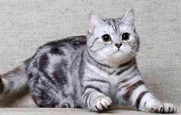 Чем кормить шотландскую кошку читайте статью