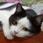 Чем кормить стерилизованную кошку