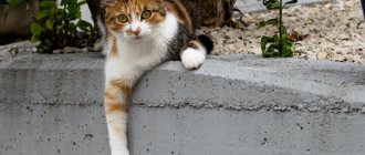 Чем отличается сахарный диабет у кошек от несахарного