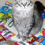 чем угостить котика за хорошее поведение