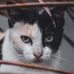 Что такое абсцесс у кошки