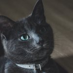 Что такое конъюнктивит у кошек
