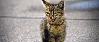 Чумка у кошки