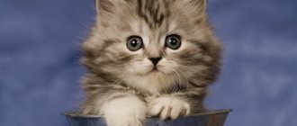 День эрмитажного кота 2021