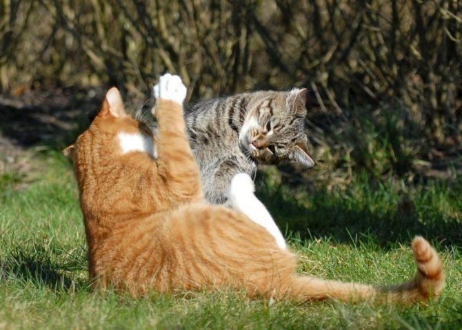 драка кошек