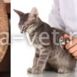 эндометрит у кошки