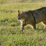 европейский дикий кот в траве