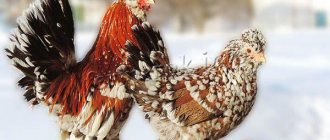 Фото породы кур Алтайская Бентамка