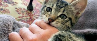 Игровая агрессия кошки
