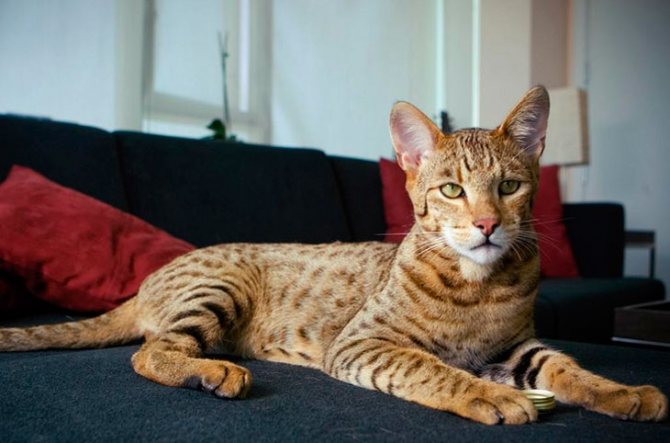 История породы