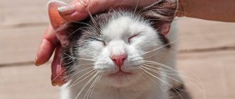 Как определить состояние кота по ушам?