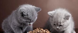 как откормить кота чтобы он был толстым