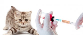 Как сделать укол коту внутримышечно в домашних условиях? Владельцам котов стоит овладеть навыком внутримышечных инъекций