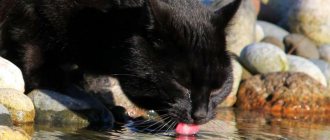 Как заставить кота пить воду: какую воду давать питомцу, выбор миски и места для водопоя, а также несколько хитростей, усиливающих привлекательность воды для кошки