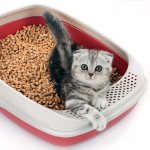 Кошачий наполнитель