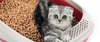 Кошачий наполнитель