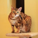 кошка чешется