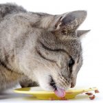 Кошка есть корм