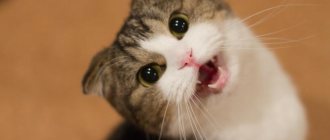 Кошка издает звуки