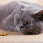 Кошка отказывается от еды