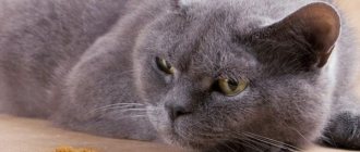 Кошка отказывается от еды