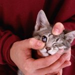 Кошке оттягивают веко