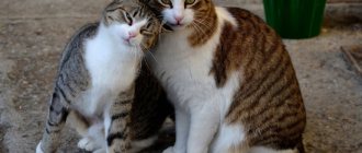 Кот или кошка кого выбрать