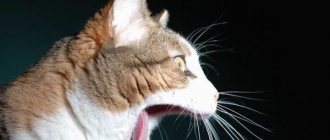 кот кричит по ночам что делать