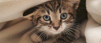 Котенок на покрывале