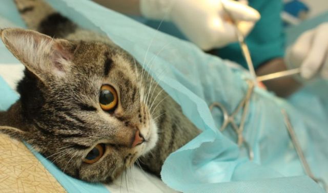 Коту делают операцию