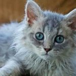 Лаперм-кошка-Описание-особенности-виды-характер-уход-и-цена-породы-лаперм-5