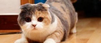 Ловят ли мышей шотландские кошки прямоухие девочки. Описание и стандарт породы