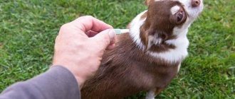 Лучшие капли от блох для собак