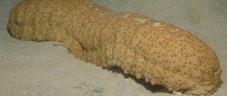 Морской огурец или голотурия. Описание, образ жизни, фото морских огурцов