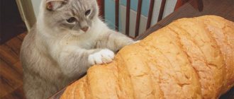 Можно ли давать кошкам хлеб? - ZdavNews