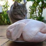 Можно ли давать кошке курицу
