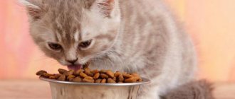 Можно ли кормить котенка взрослым кормом