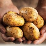 можно ли кроликам сырую картошку