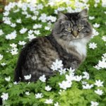 Норвежская лесная кошка