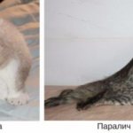 Одышка и паралич характерны для ГКМП