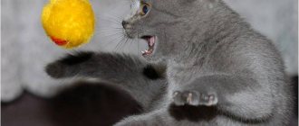 От чего зависит характер кошки